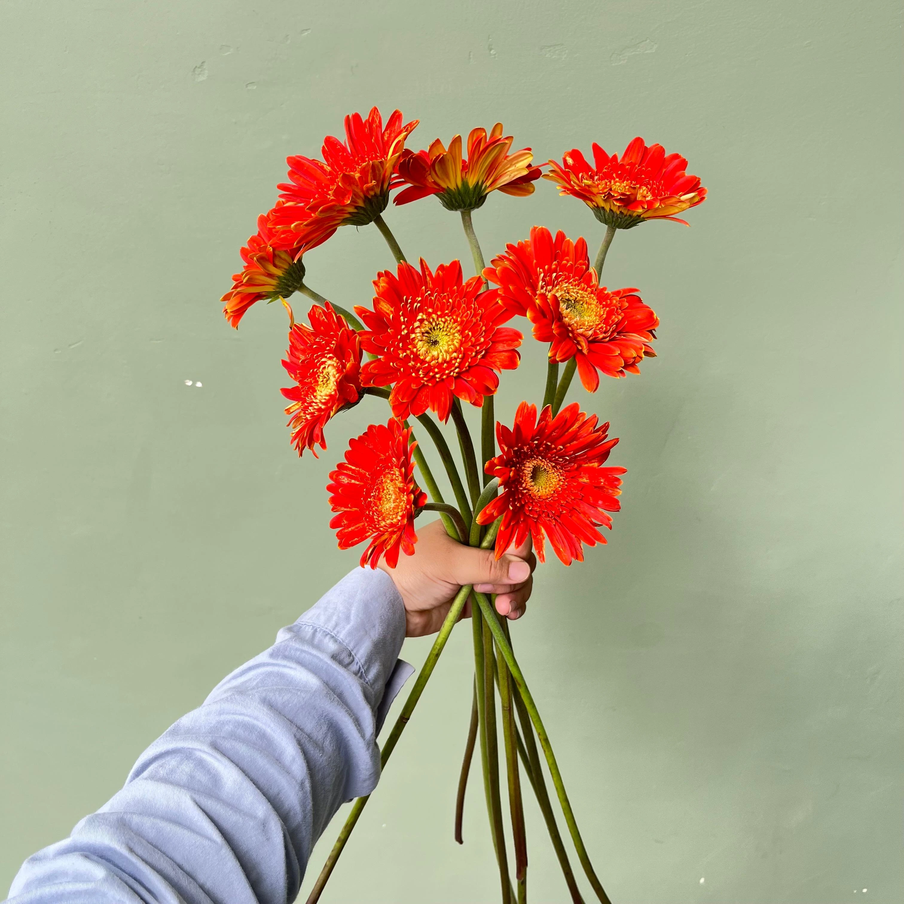 Gerbera Orange Petani