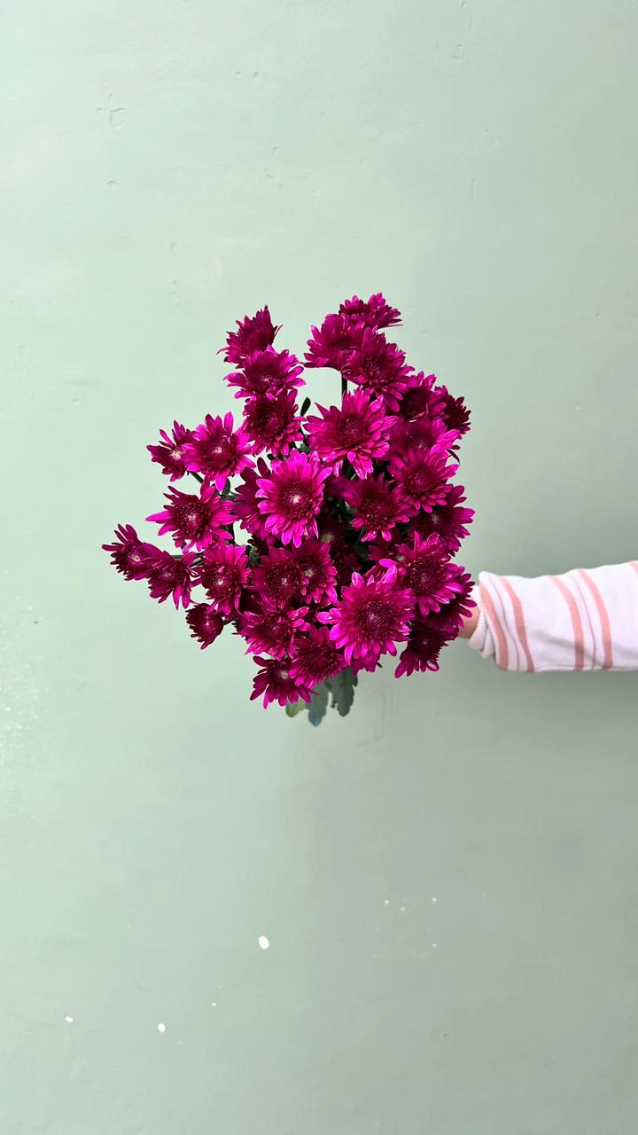 Aster Premium Barca - Ungu