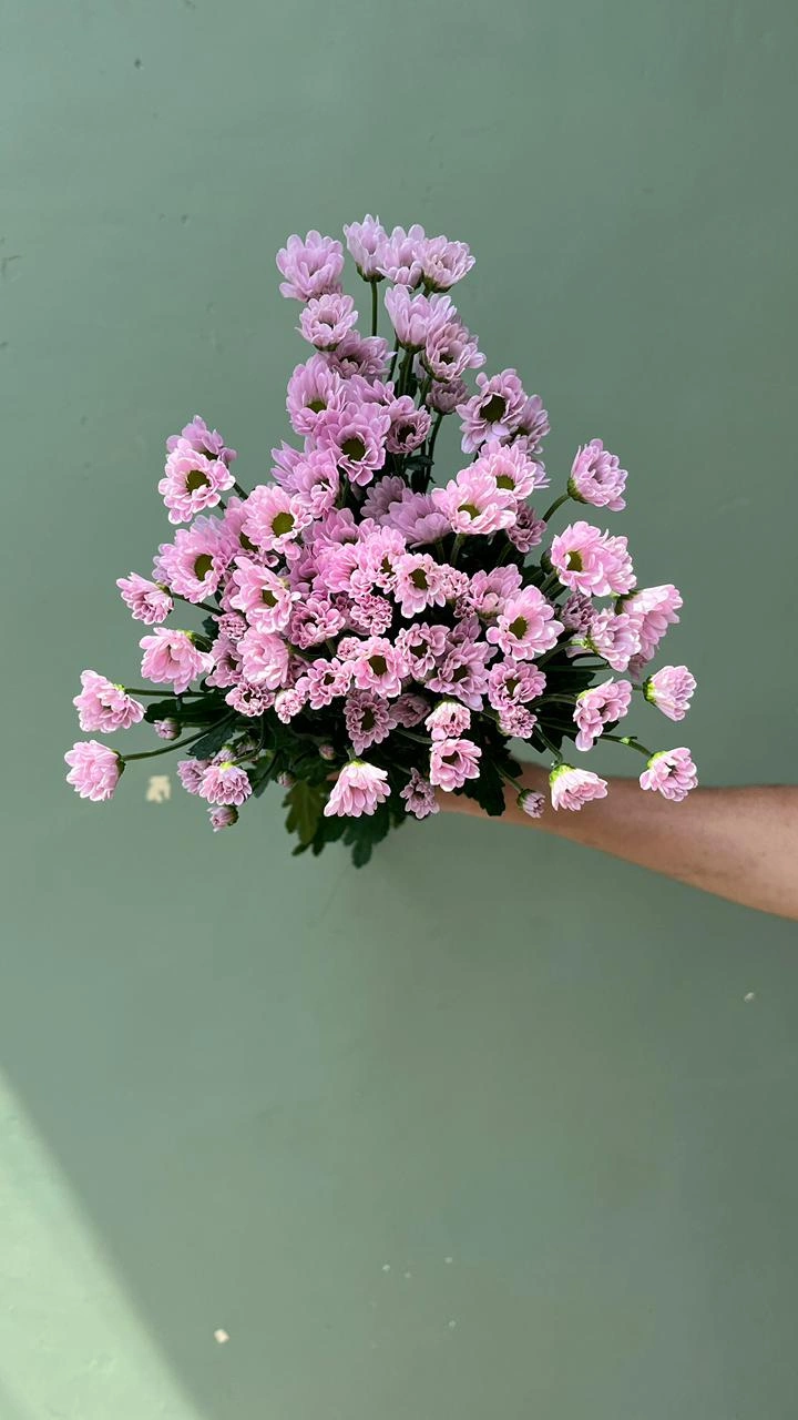 Baby Aster - Pink