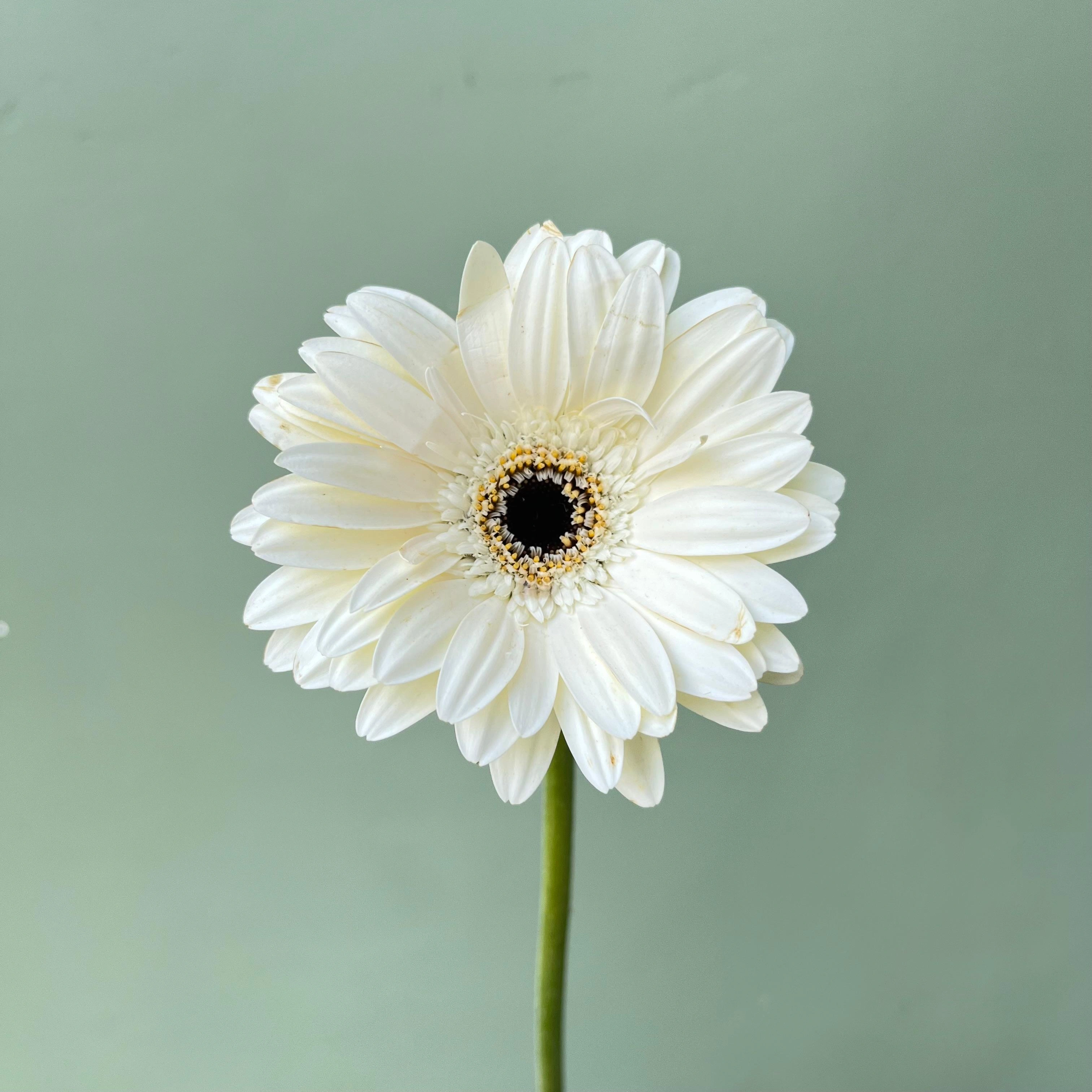 Gerbera Putih PT