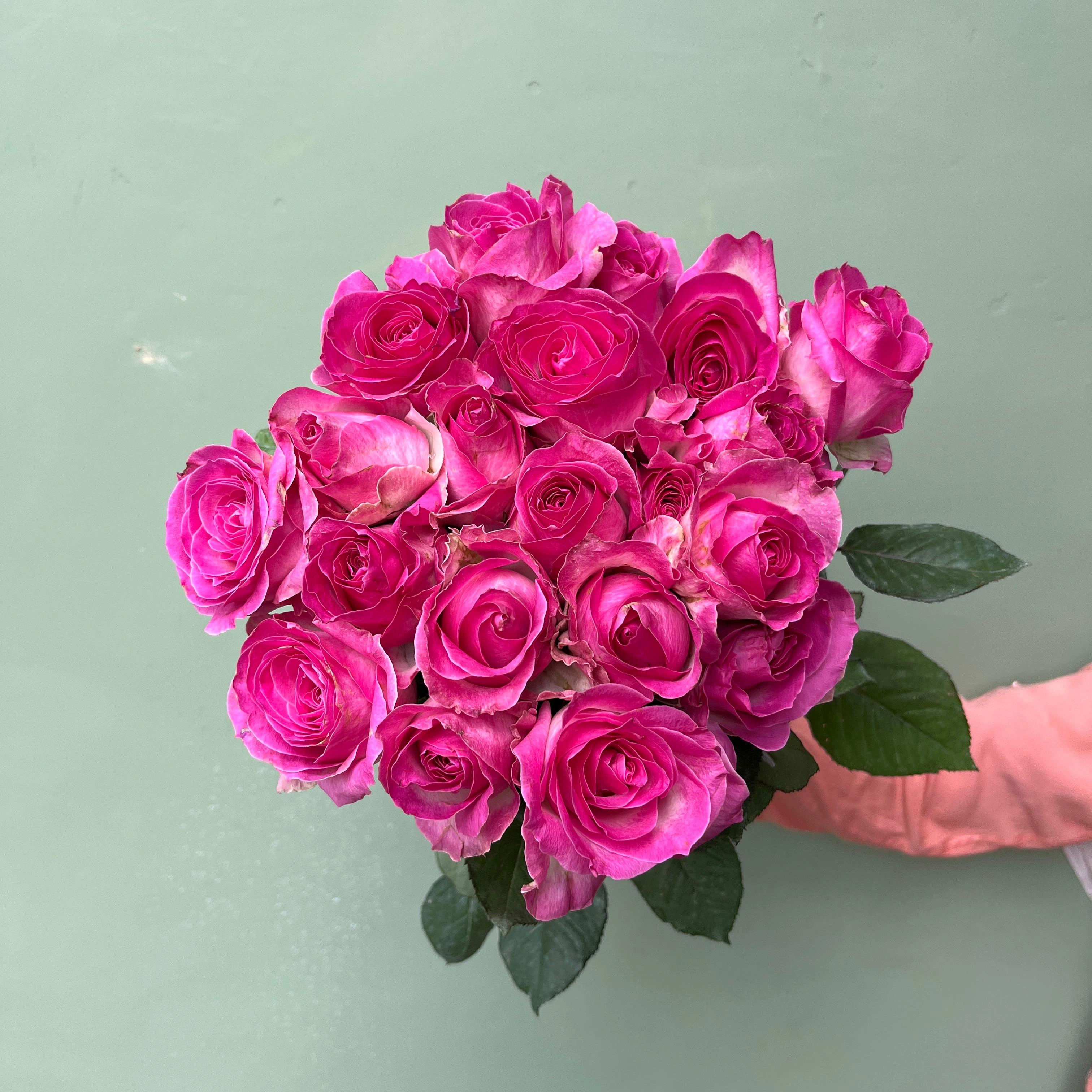 Mawar Candy Hollan Grade A