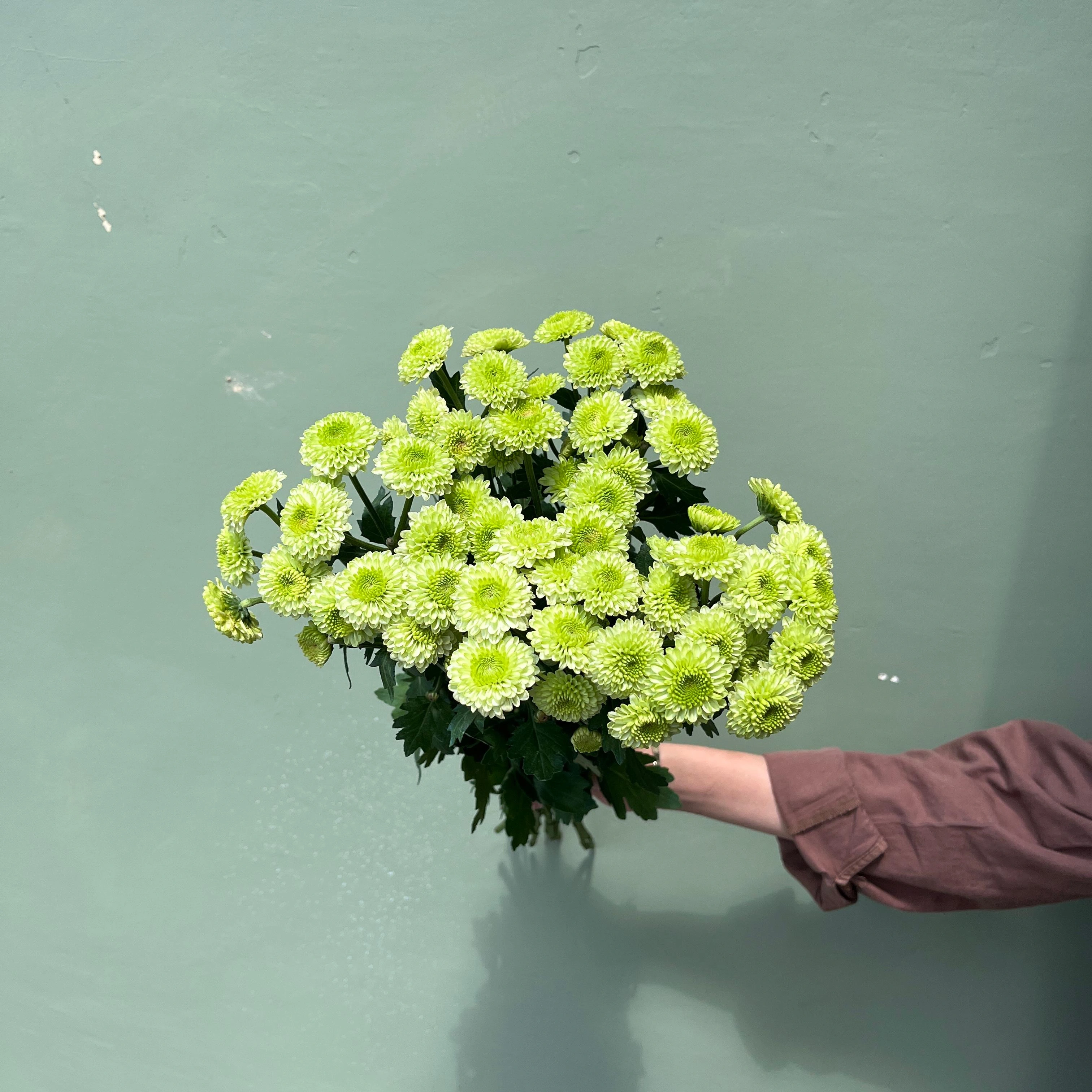 Aster Premium Puma - Hijau