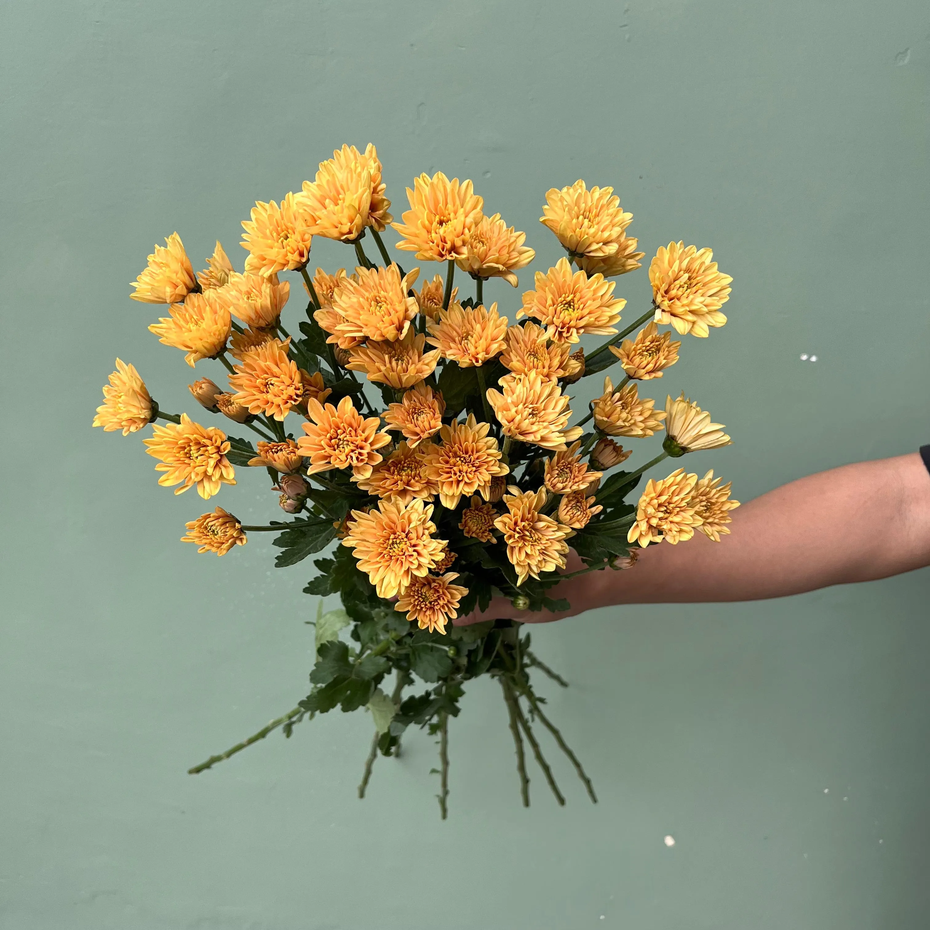 Aster Petani Jimlah - Orange