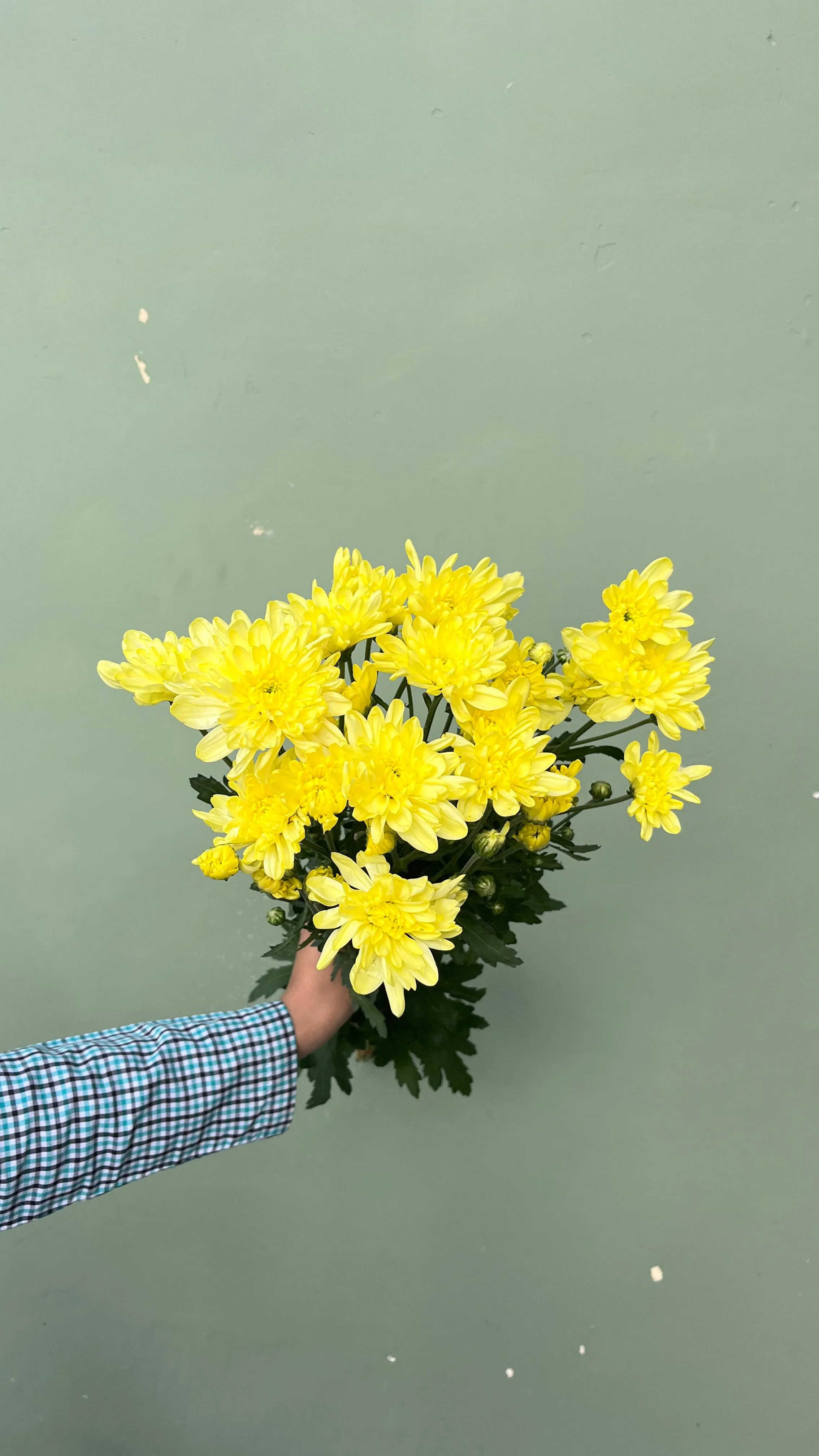 Aster Petani Jimlah - Kuning