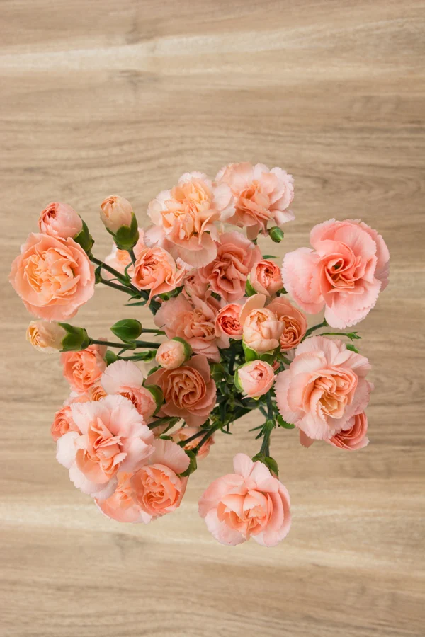Carnation Peach