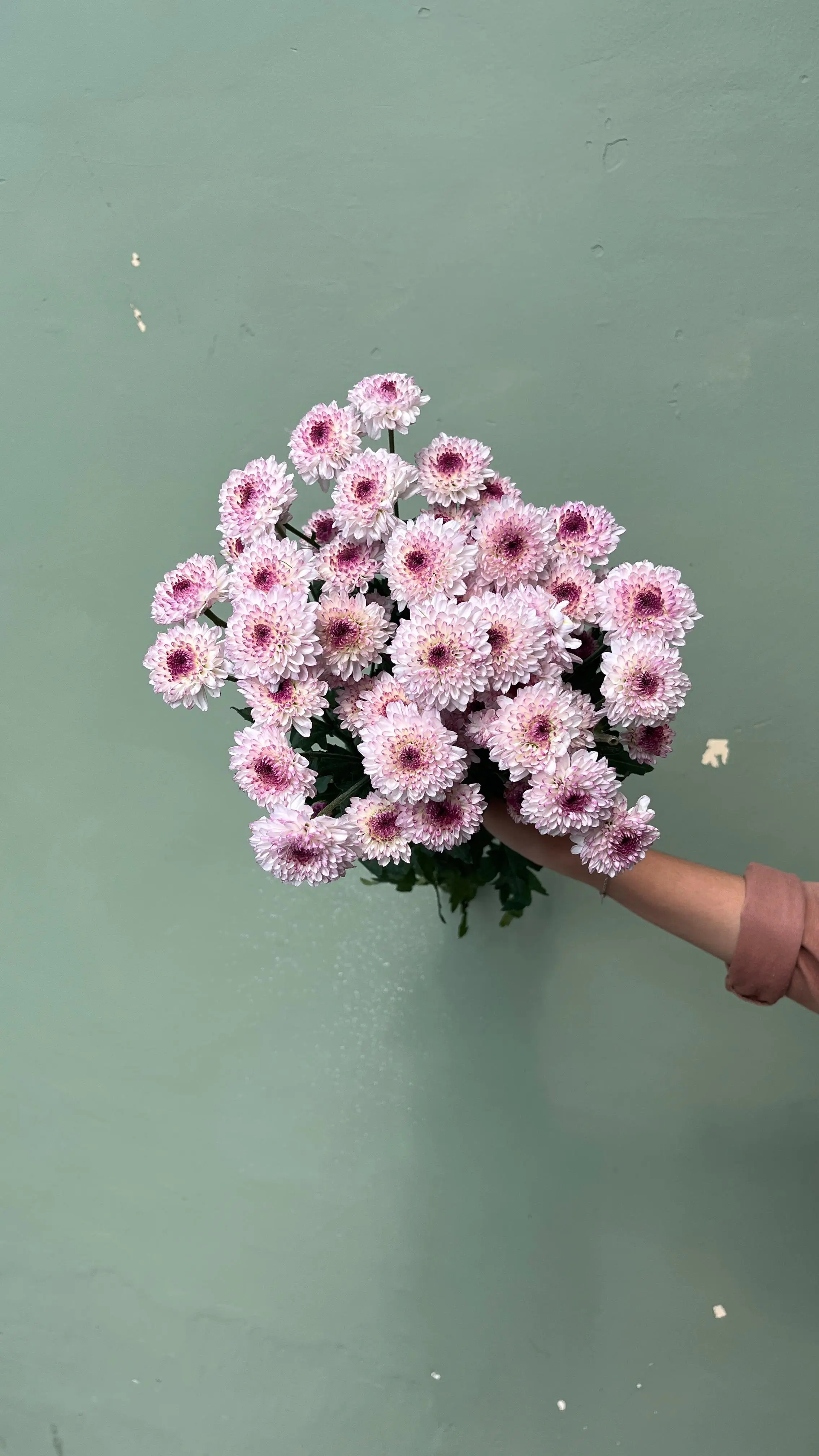 Aster Petani Lolipop - Pink