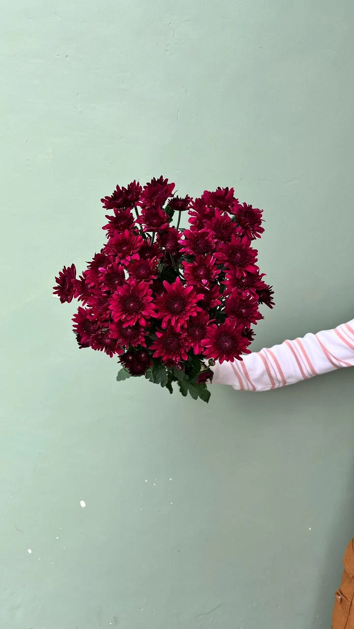 Aster Premium Barca - Merah