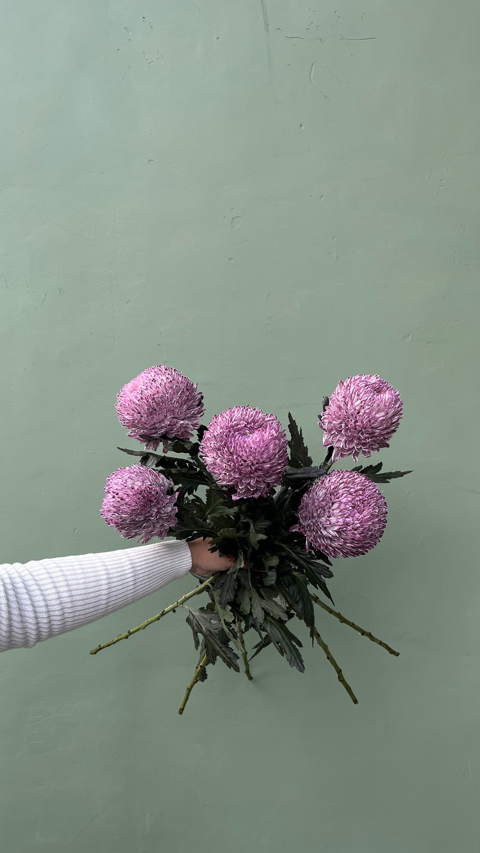 Peony mum ungu