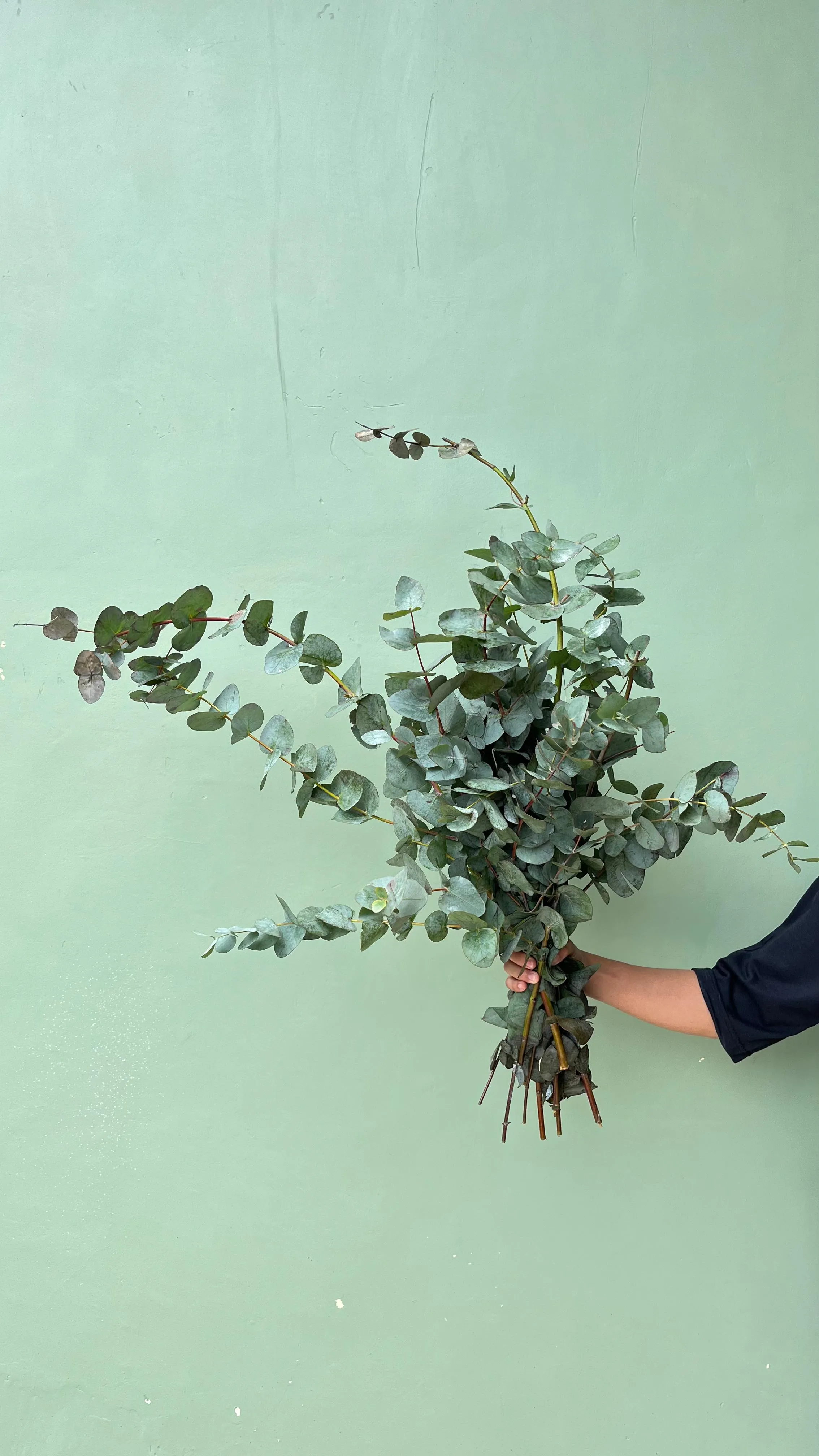 Cinere / Eucalyptus Baby Blue