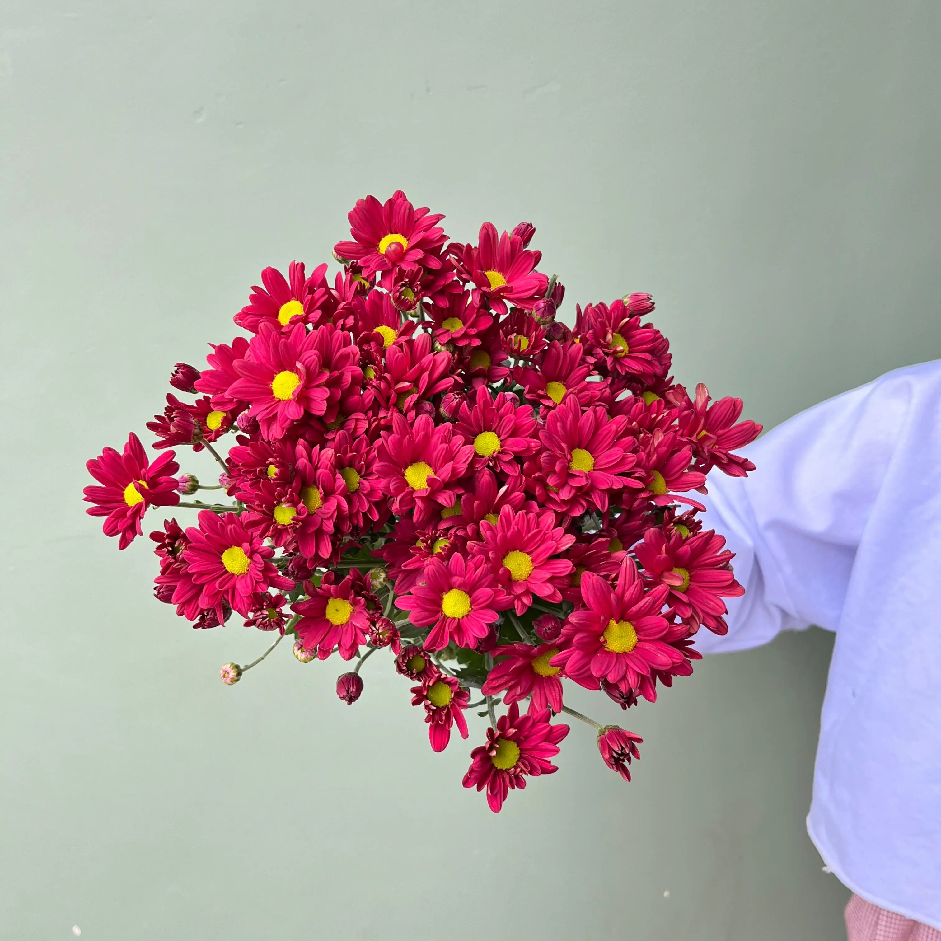 Aster Premium Reagen - Merah