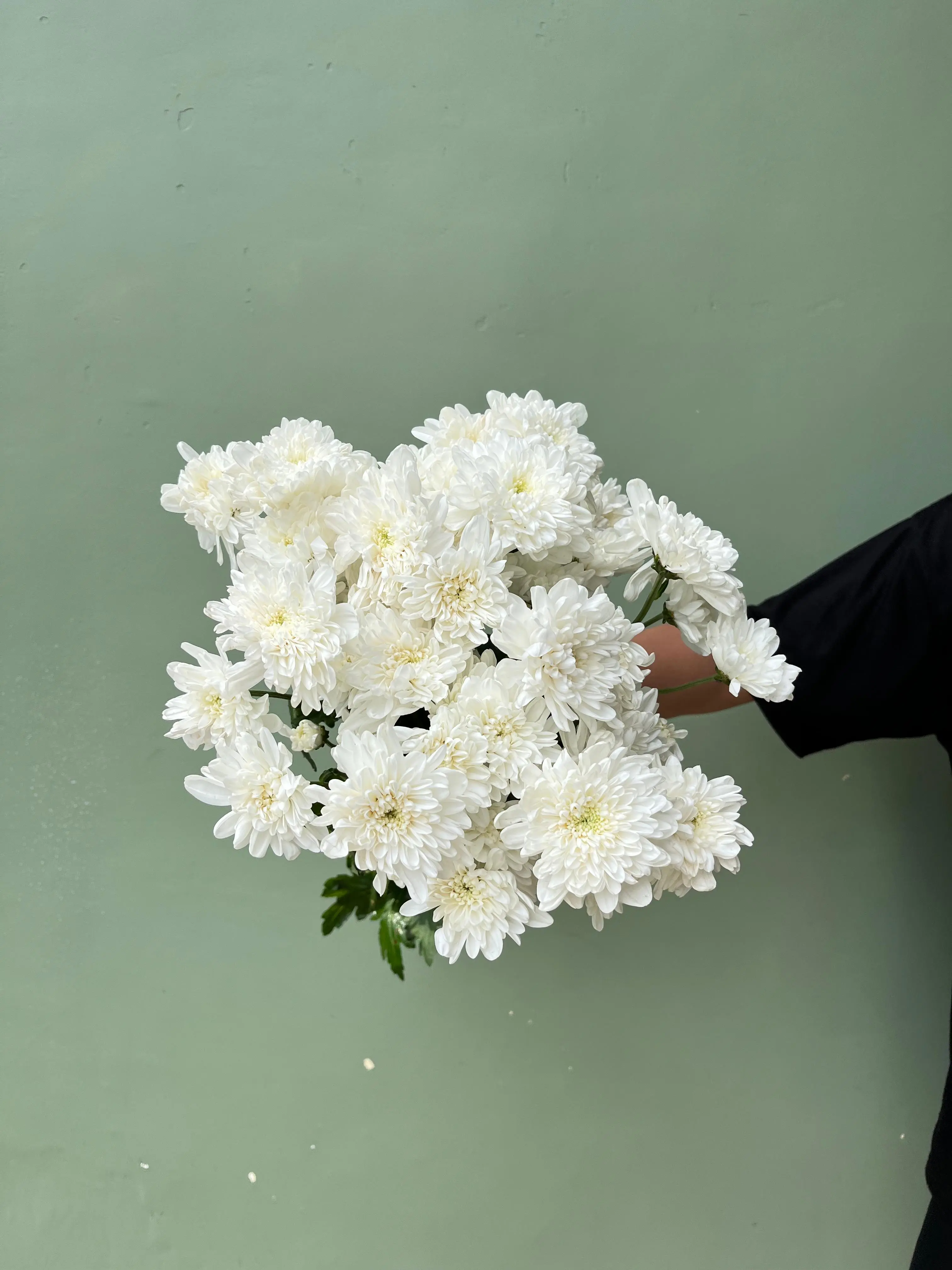 Aster Premium Jimlah - Putih