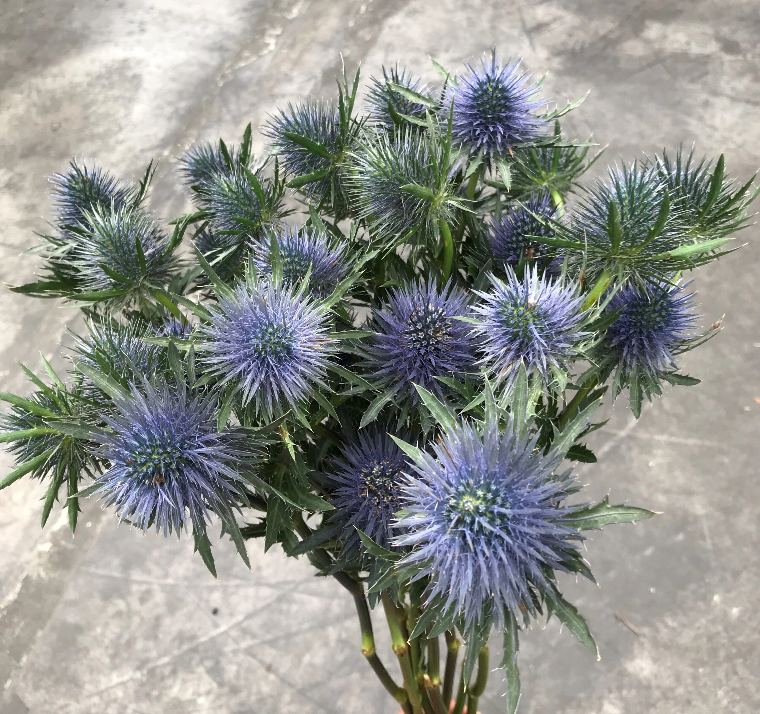 Eryngium Magnetar Purple