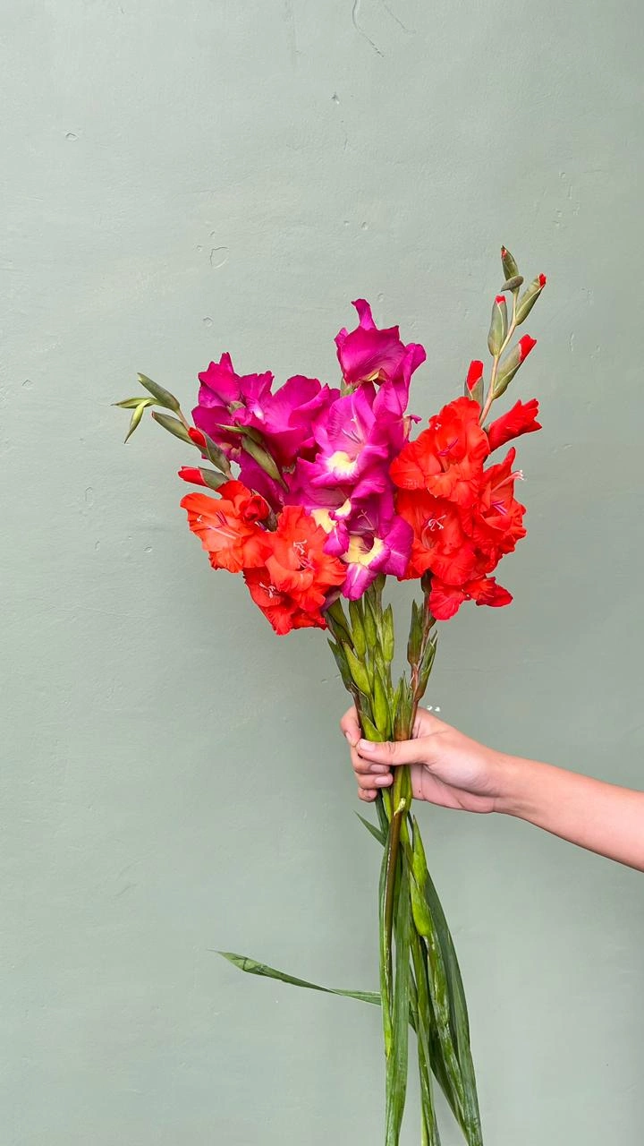 Gladiol