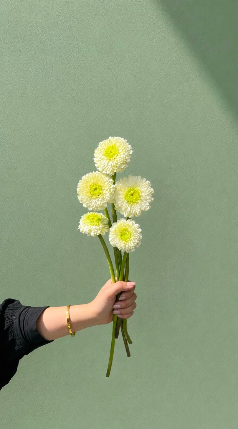 Gerbera lolipop