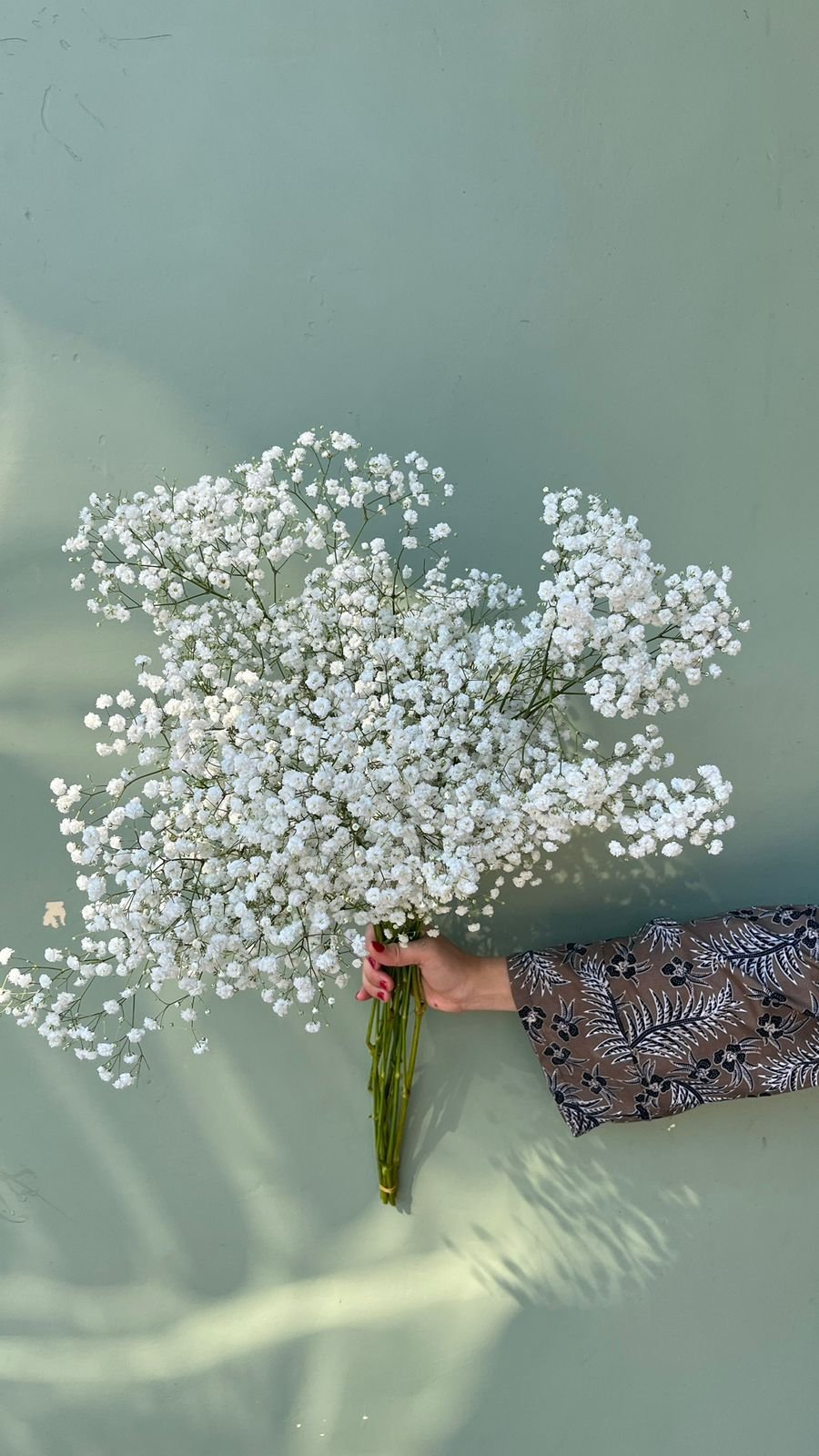 Baby Breath - Import