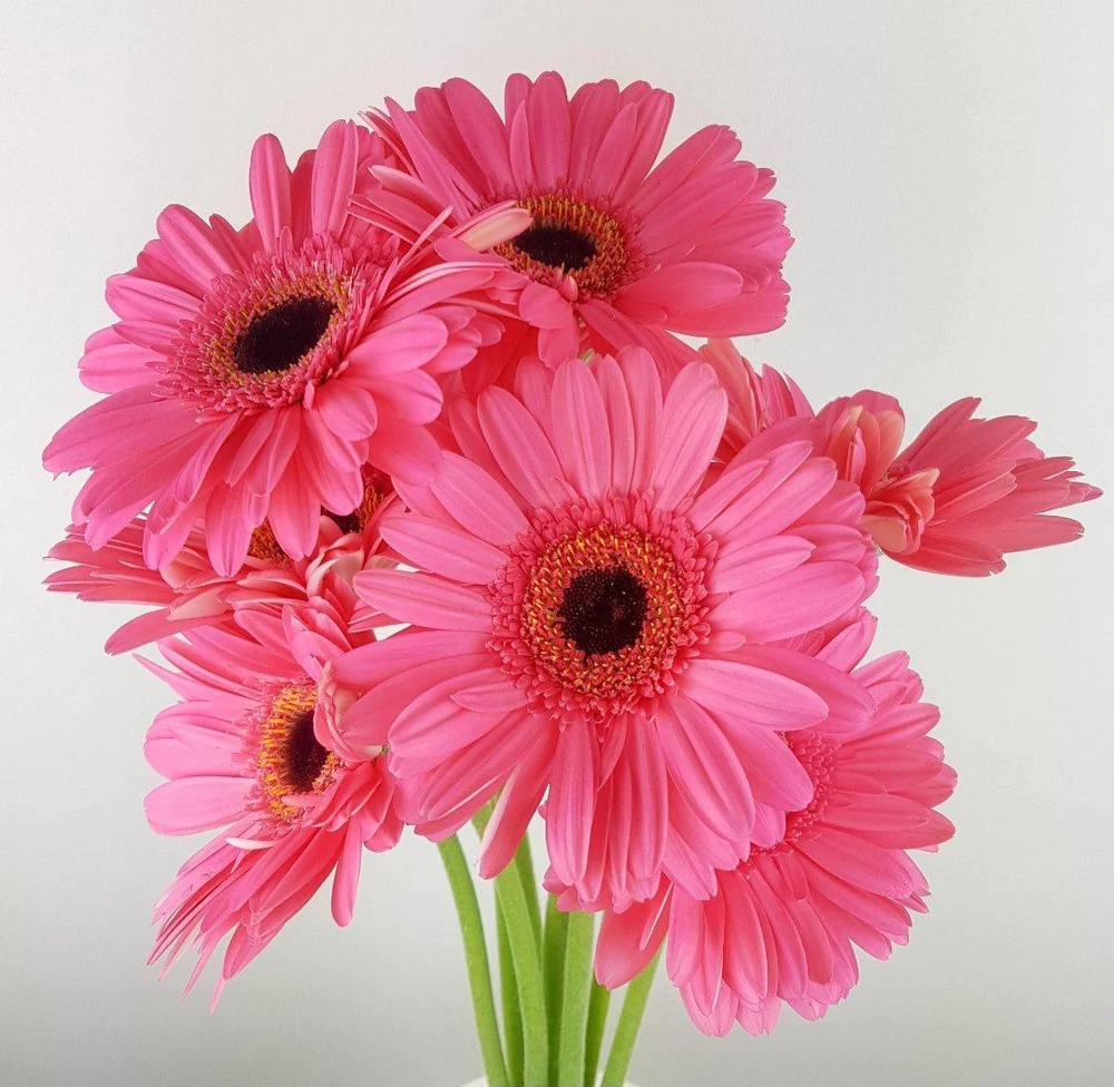 Gerbera Pink Soft Petani