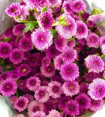 Calimero Premium - Ungu