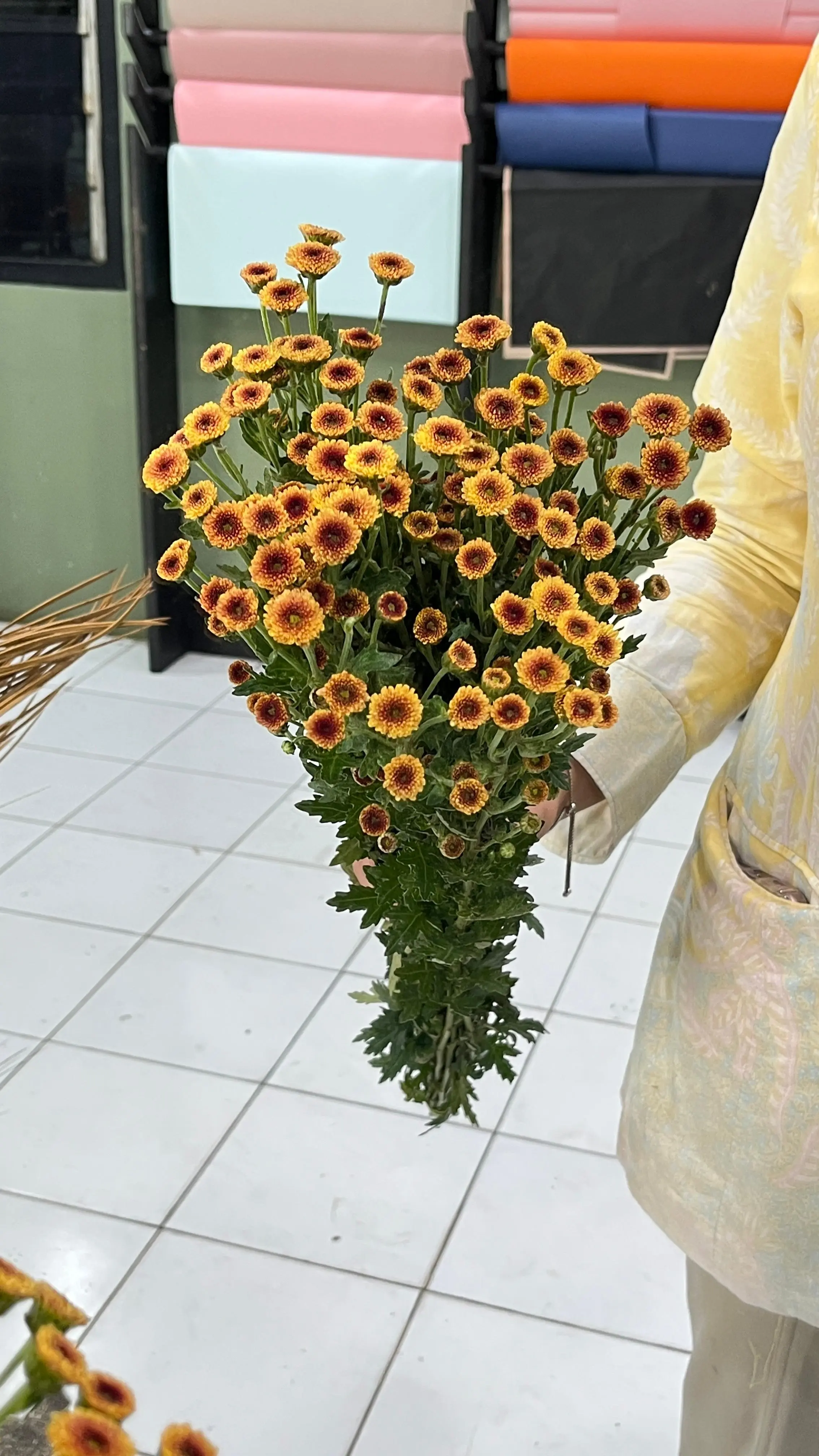 Calimero Premium - Kuning