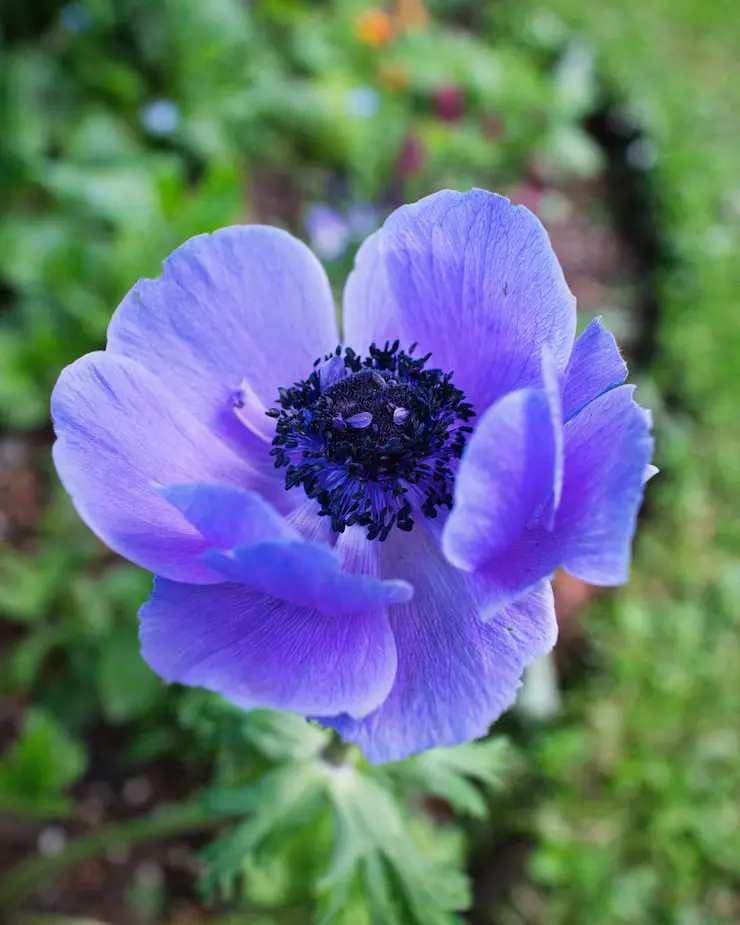 Anemone