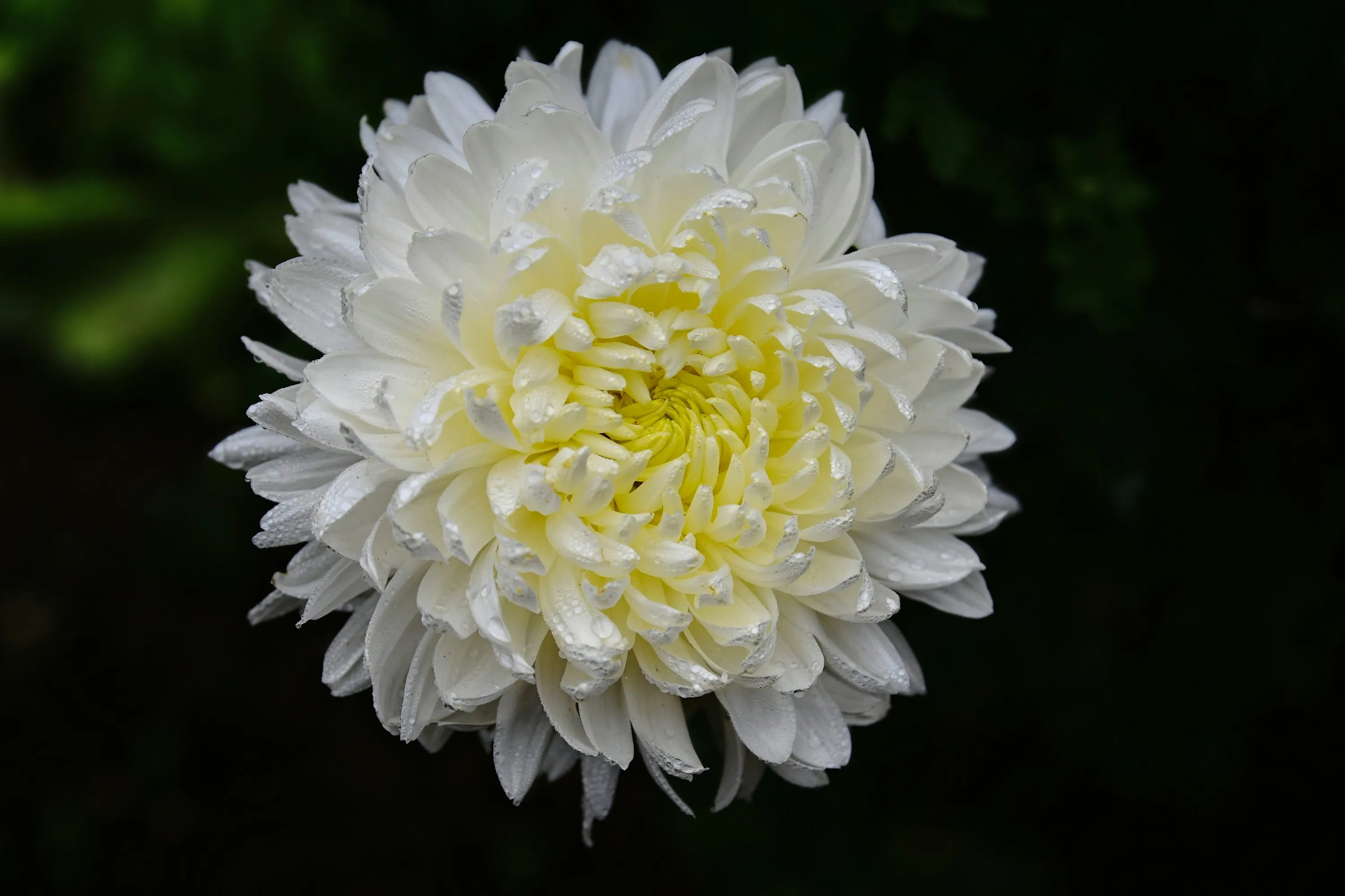 Krisan Aiko Putih - Import