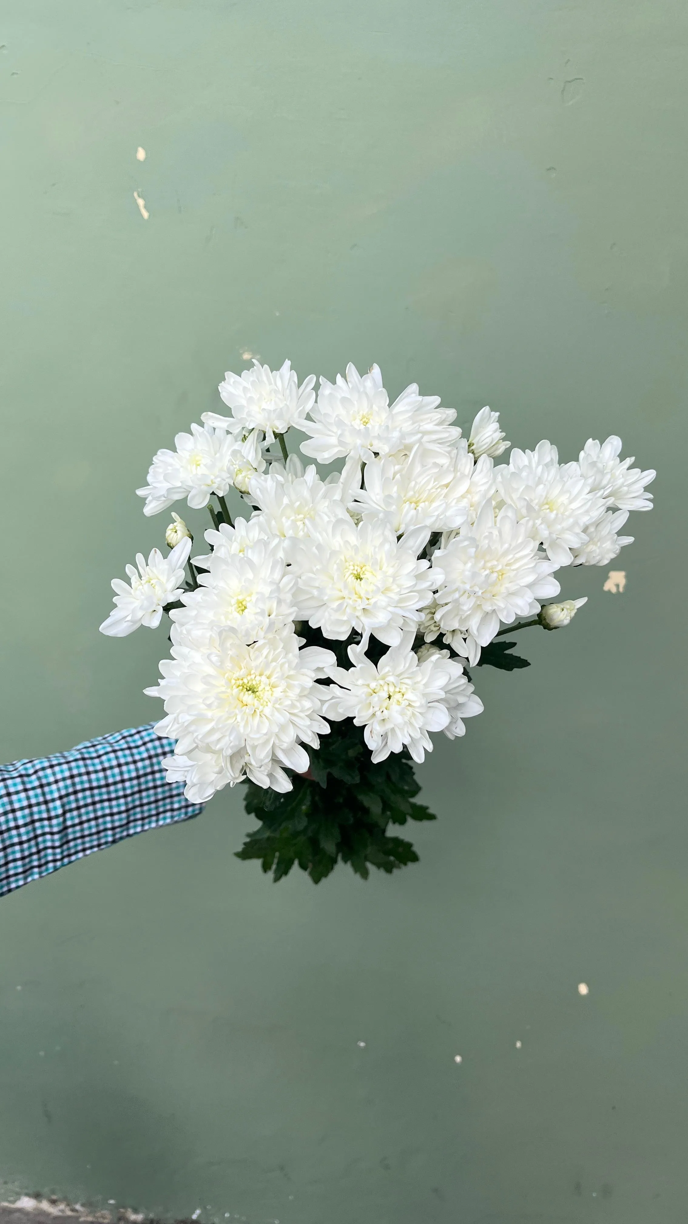 Aster Petani Jimlah - Putih