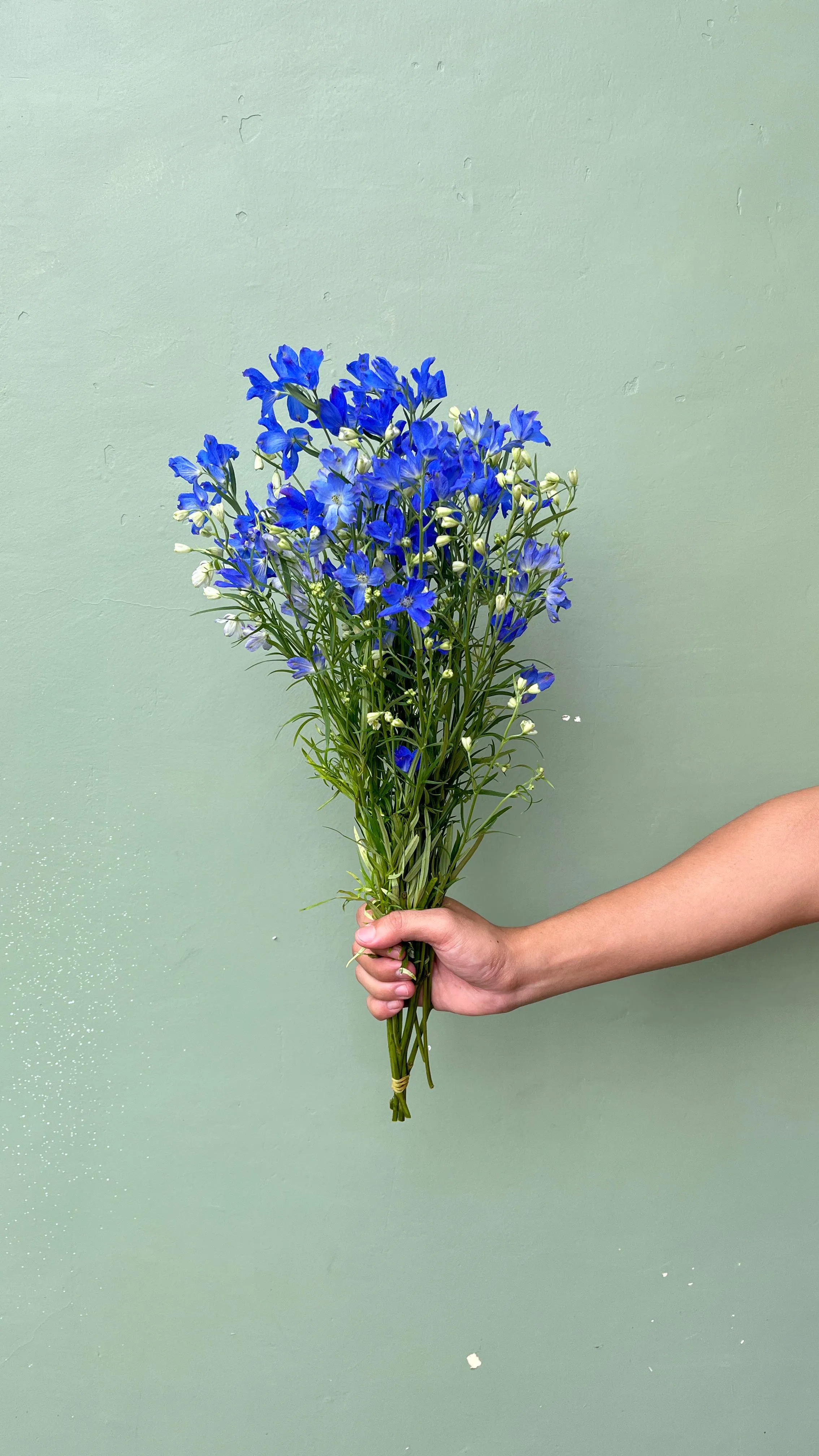 Delphinium Chiffon (Blue, White)