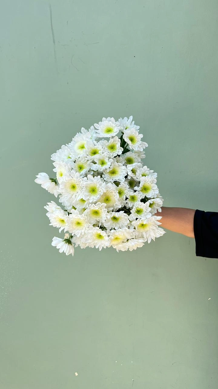 Aster Premium Rados - Putih