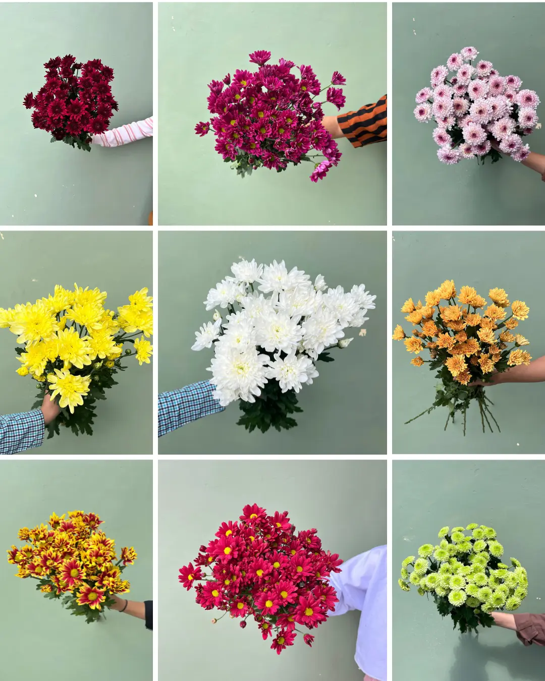 Aster Lokal / Petani (Semua Warna)