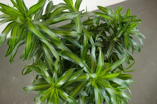 Song of India / Jamaica