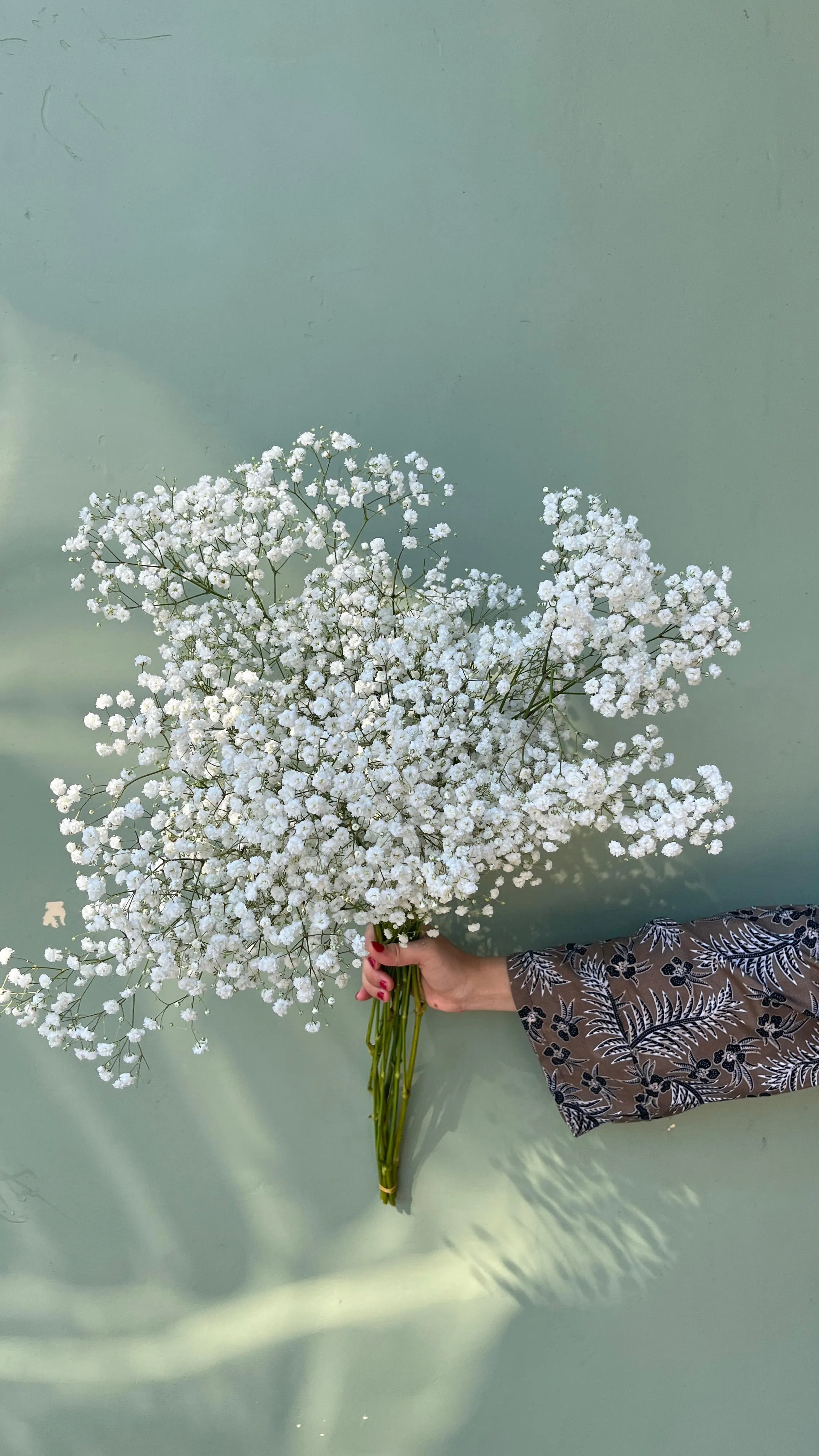 Baby Breath - Import