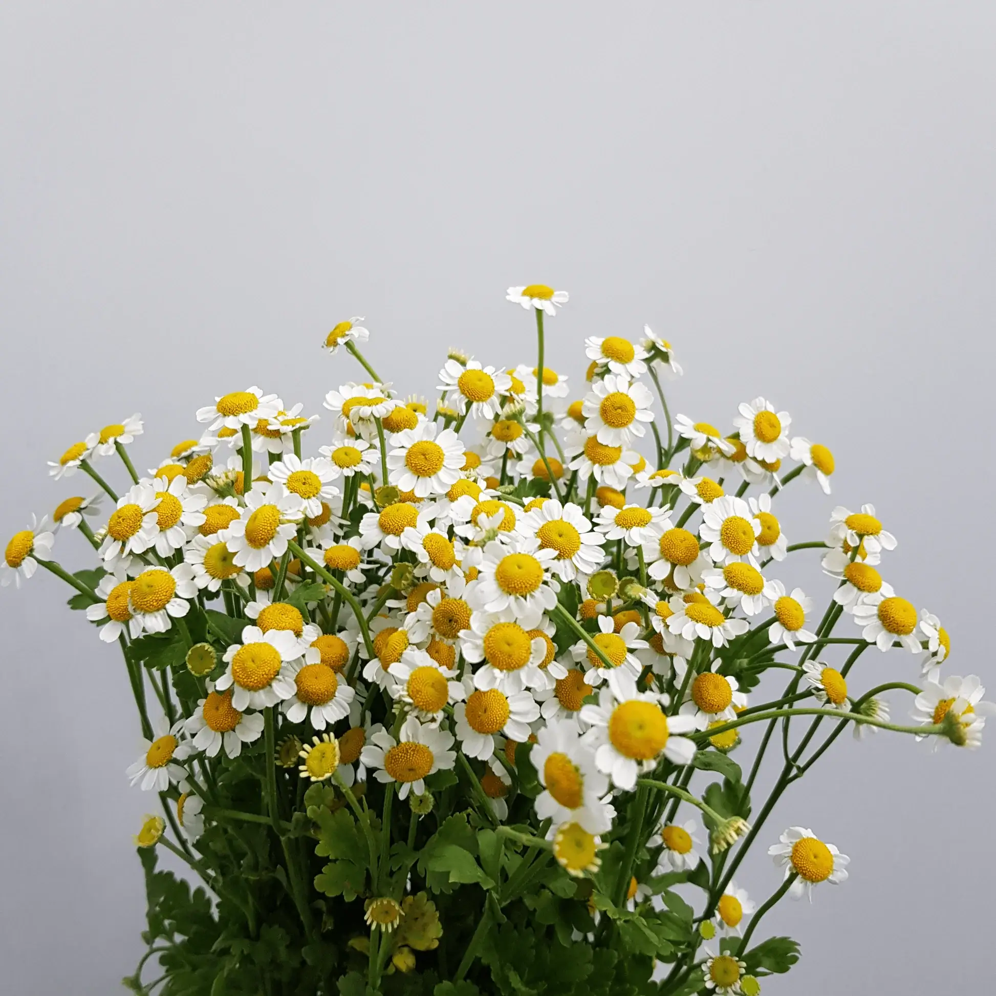 Chamomile China